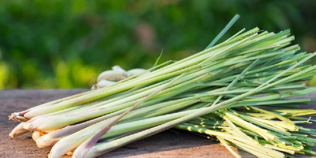 Asırlar önce İbn-i Sina öneriyordu, tüm dünyaya yayıldı! Vücudu resetliyor, kalbi iyileştiriyor: Türkiye’de kıymeti bilinmiyor 2